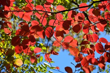 日本の秋の真っ赤な紅葉