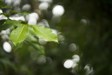 Fototapeta na wymiar Raindrops on leaves