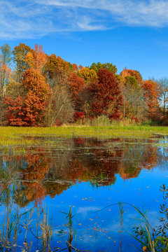 Autumn landscape. with colorful forest. © ungvar