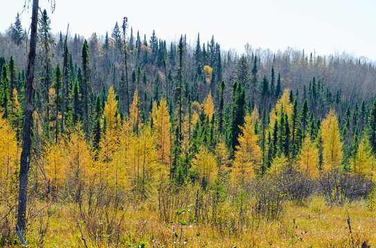 Fototapeta Northern Ontario Forest