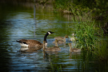 Obraz premium Canadian Geese