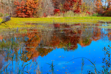 Pond in autumn, yellow leaves, reflection