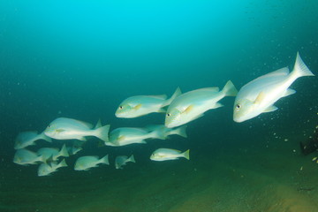 Fototapeta premium School of Silver Sweetlips fish