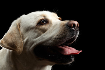 Close-up beige Labrador retriever dog in profile view isolated black background