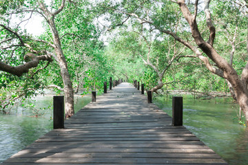 Wooden Bridge In Mangrove Forest