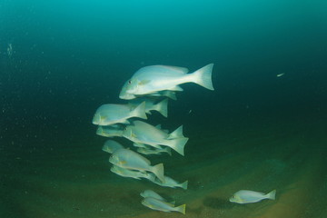 School of Silver Sweetlips fish