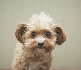 チワプーchihuapoo(chihuahuaxpoodle)