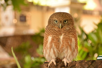 Owls are looking/ Owls are looking for something Background blur