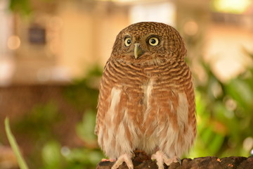Owls are looking / Owls are looking for something Background blur