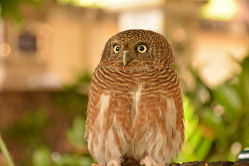 Owls are looking / Owls are looking for something Background blur