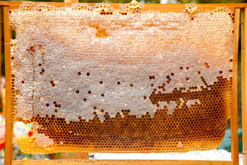 Bees work on Honeycomb with sweet Honey.selective focus.