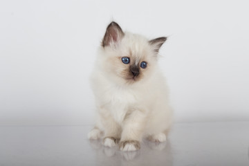 Sacred Birman kitten in the studio, purebred kittens on isolated background.