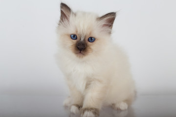 Sacred Birman kitten in the studio, purebred kittens on isolated background.