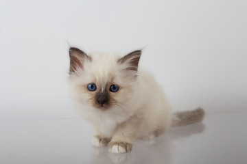 Sacred Birman kitten in the studio, purebred kittens on isolated background.
