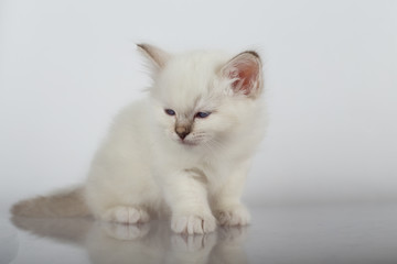 Sacred Birman kitten in the studio, purebred kittens on isolated background.