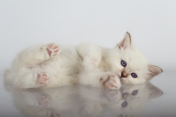 Sacred Birman kitten in the studio, purebred kittens on isolated background.