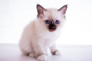 Sacred Birman kitten in the studio, purebred kittens on isolated background.
