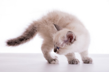 Sacred Birman kitten in the studio, purebred kittens on isolated background.