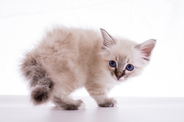 Sacred Birman kitten in the studio, purebred kittens on isolated background.