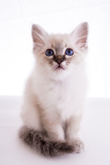 Sacred Birman kitten in the studio, purebred kittens on isolated background.