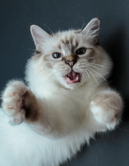 Sacred Birman kitten in the studio, purebred kittens on isolated background.