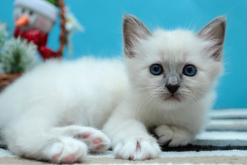 Sacred Birman kitten in the studio, purebred kittens on isolated background.