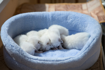 Sacred Birman kittens in the interior, home furnishings, shallow depth of field, thoroughbred...