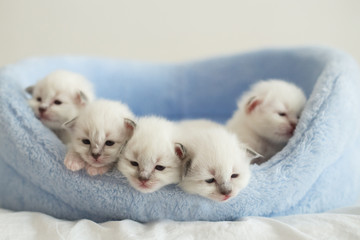 Sacred Birman kittens in the interior, home furnishings, shallow depth of field, thoroughbred...