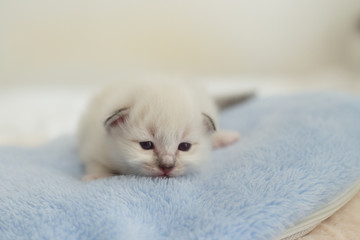 Sacred Birman kittens in the interior, home furnishings, shallow depth of field, thoroughbred kittens.