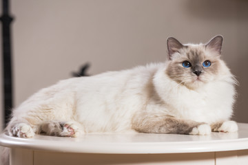 beautiful cat on the table, gray-black, elite cat, small Depth of field