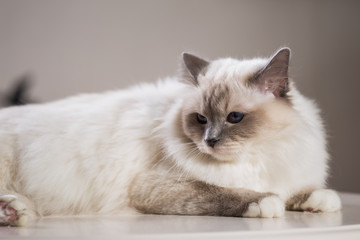 beautiful cat on the table, gray-black, elite cat, small Depth of field