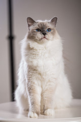 Obraz premium beautiful cat on the table, gray-black, elite cat, small Depth of field