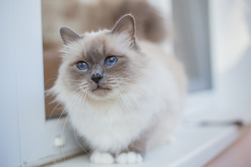 beautiful cat on the table, gray-black, elite cat, small Depth of field.