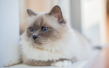 beautiful cat on the table, gray-black, elite cat, small Depth of field.