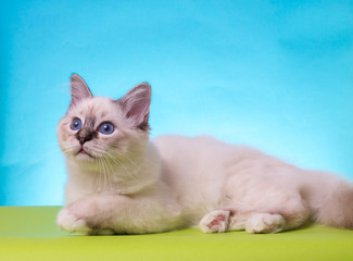 Fototapeta na wymiar beautiful cat in studio close-up, luxury cat, studio photo, blue-green background, isolated