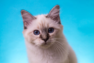 Fototapeta na wymiar beautiful cat in studio close-up, luxury cat, studio photo, blue-green background, isolated