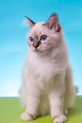 beautiful cat in studio close-up, luxury cat, studio photo, blue-green background, isolated