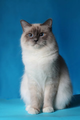 Fototapeta na wymiar serious cat in studio close-up, luxury cat, studio photo, blue background, isolated.