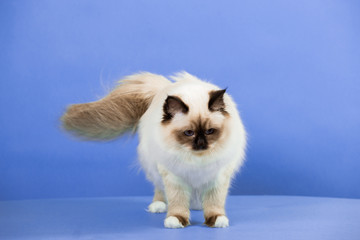 beautiful cat in studio close-up, luxury cat, studio photo, blue background, isolated.