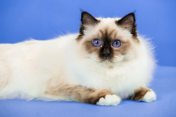 beautiful cat in studio close-up, luxury cat, studio photo, blue background, isolated.