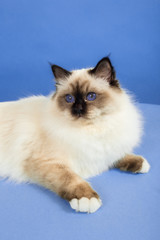 Fototapeta na wymiar beautiful cat in studio close-up, luxury cat, studio photo, blue background, isolated.