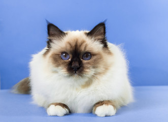 beautiful cat in studio close-up, luxury cat, studio photo, blue background, isolated.