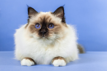 Fototapeta na wymiar beautiful cat in studio close-up, luxury cat, studio photo, blue background, isolated.