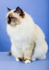 beautiful cat in studio close-up, luxury cat, studio photo, blue background, isolated.