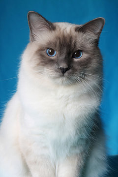 serious cat in studio close-up, luxury cat, studio photo, blue background, isolated.