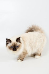 Fototapeta na wymiar beautiful cat in studio close-up, luxury cat, studio photo, white background, isolated.