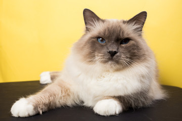 Fototapeta na wymiar handsome cat in studio close-up, luxury cat, studio photo, black and yellow background, isolated