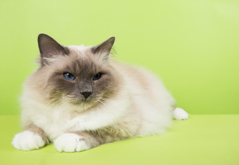 Fototapeta na wymiar beautiful cat in studio close-up, luxury cat, studio photo, green background hroma key