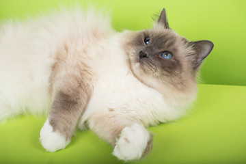 beautiful cat in studio close-up, luxury cat, studio photo, green background hroma key