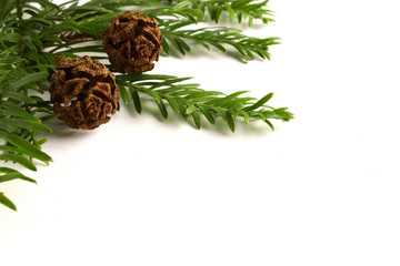 Coast redwood (Sequoia sempervirens) needles and cones with copyspace